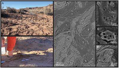 In Situ <mark class="highlighted">X-Ray Tomography</mark> Imaging of Soil Water and Cyanobacteria From Biological Soil Crusts Undergoing Desiccation